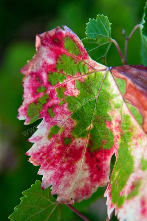 Vignes dans le domaine viticole Château La Reine Elissa à Tekelsa au Cap Bon - juillet 2009
