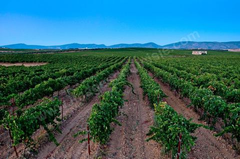 Vignes dans le domaine viticole Château La Reine Elissa à Tekelsa au Cap Bon - juillet 2009