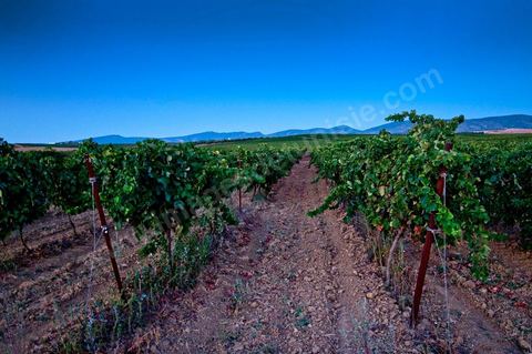 Vignes dans le domaine viticole Château La Reine Elissa à Tekelsa au Cap Bon - juillet 2009