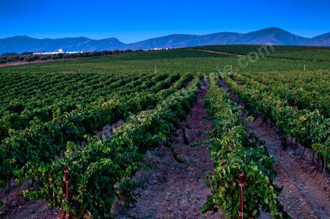 Vignes dans le domaine viticole Château La Reine Elissa à Tekelsa au Cap Bon - juillet 2009
