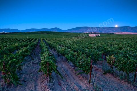 Vignes dans le domaine viticole Château La Reine Elissa à Tekelsa au Cap Bon - juillet 2009