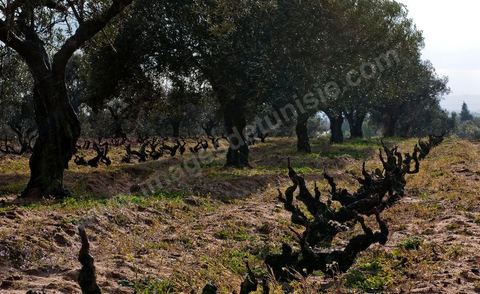 Vignoble en hiver après taille dans la région de Grombalia et Turki