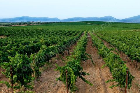 Vignes dans le domaine viticole Château La Reine Elissa à Tekelsa au Cap Bon - juillet 2009