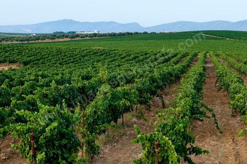 Vignes dans le domaine viticole Château La Reine Elissa à Tekelsa au Cap Bon - juillet 2009