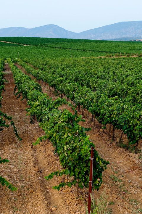 Vignes dans le domaine viticole Château La Reine Elissa à Tekelsa au Cap Bon - juillet 2009