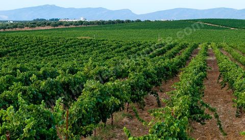 Vignes dans le domaine viticole Château La Reine Elissa à Tekelsa au Cap Bon - juillet 2009