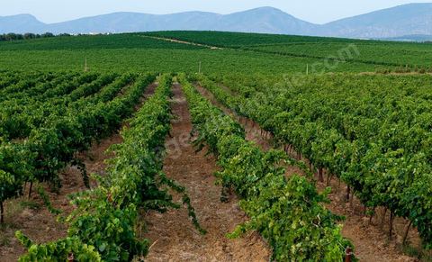 Vignes dans le domaine viticole Château La Reine Elissa à Tekelsa au Cap Bon - juillet 2009