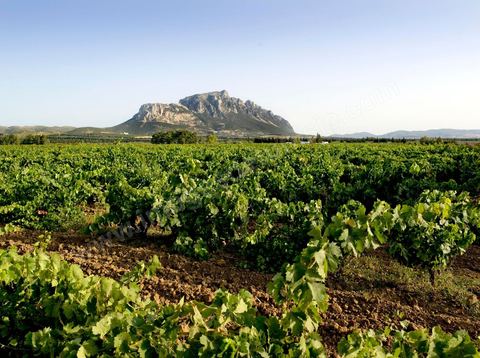 Vignes dans la région de Magon