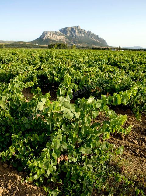 Vignes dans la région de Magon