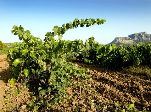 Vignes dans la région de Magon