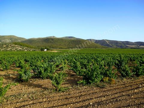 Vignes dans le domaine viticole de Saint Augustin dasn la région de Mornag