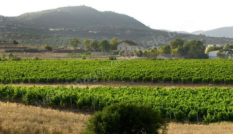 Vignes dans le domaine viticole de Saint Augustin dasn la région de Mornag