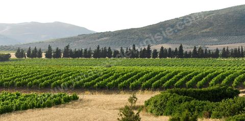 Vignes dans le domaine viticole de Saint Augustin dasn la région de Mornag