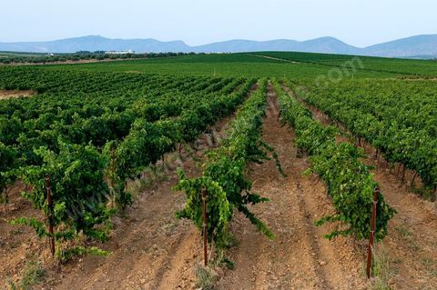Vignes dans le domaine viticole Château La Reine Elissa à Teklsa au Cap Bon - juillet 2009