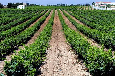 vignes et vignobles du domaine de Kelibia