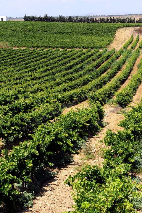 vignes et vignobles du domaine de Kelibia