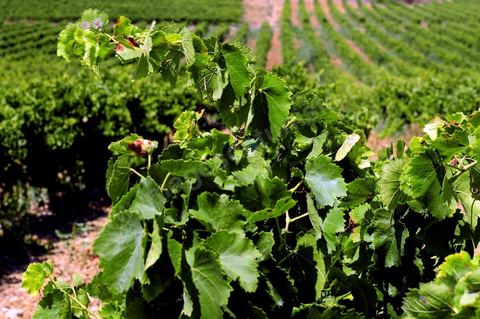 vignes et vignobles du domaine de Kelibia