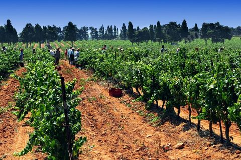 vignes et vignobles du domaine de Kelibia