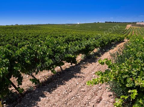 vignes et vignobles du domaine de Kelibia