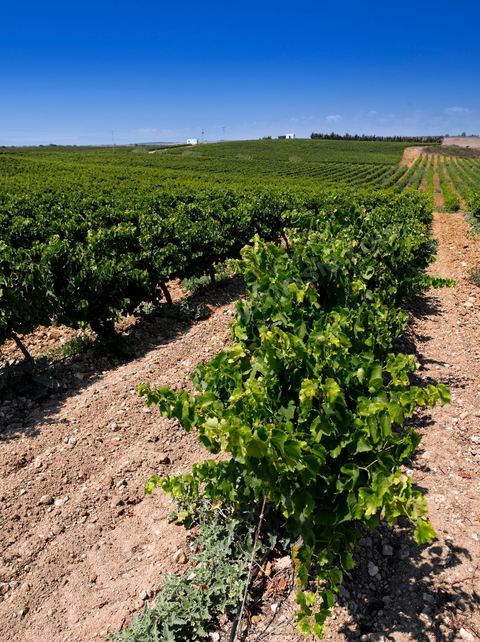 vignes et vignobles du domaine de Kelibia