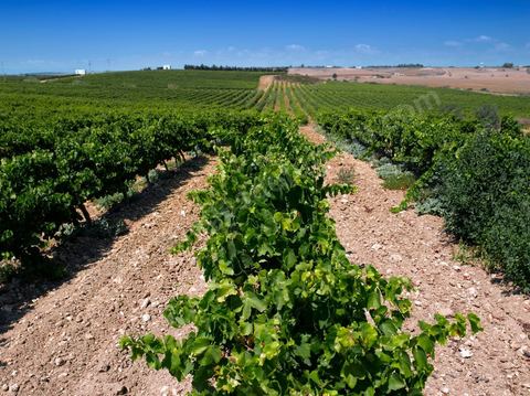 vignes et vignobles du domaine de Kelibia