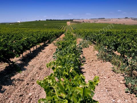 vignes et vignobles du domaine de Kelibia