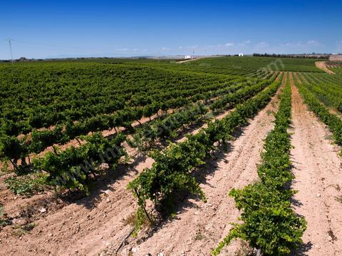 vignes et vignobles du domaine de Kelibia