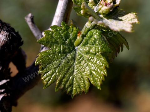 Vignes dans le domaine viticole de Magon au Cap Bon - avril 2009