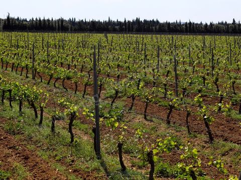Vignes dans le domaine viticole de Magon au Cap Bon - avril 2009