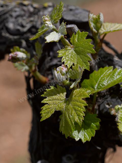 Vignes dans le domaine viticole de Magon au Cap Bon - avril 2009