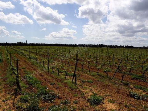 Vignes dans le domaine viticole de Magon au Cap Bon - avril 2009