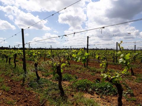 Vignes dans le domaine viticole de Magon au Cap Bon - avril 2009