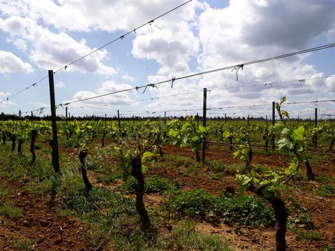 Vignes dans le domaine viticole de Magon au Cap Bon - avril 2009
