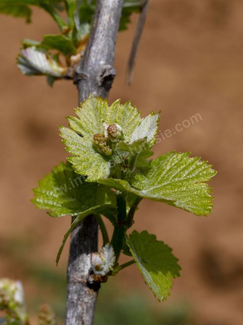 Vignes dans le domaine viticole de Magon au Cap Bon - avril 2009