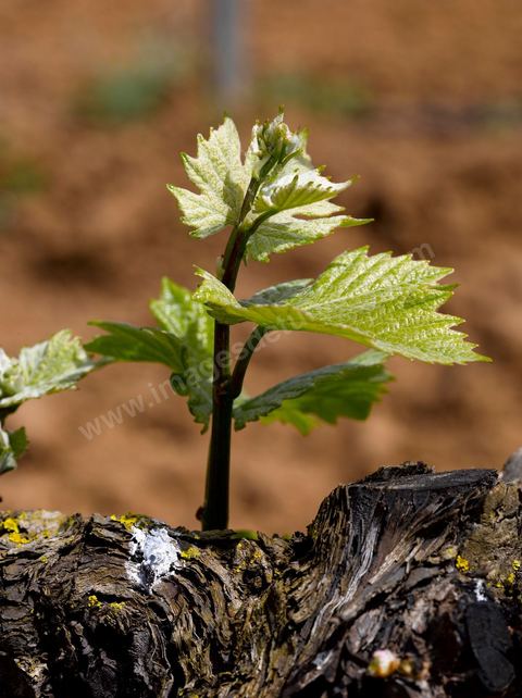 Vignes dans le domaine viticole de Magon au Cap Bon - avril 2009