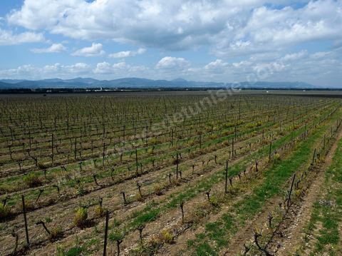 Vignes dans le domaine viticole de Magon au Cap Bon - avril 2009