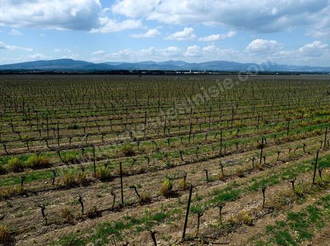 Vignes dans le domaine viticole de Magon au Cap Bon - avril 2009