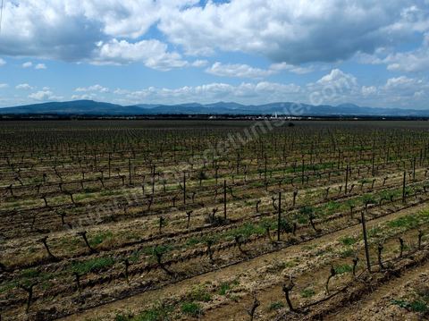 Vignes dans le domaine viticole de Magon au Cap Bon - avril 2009