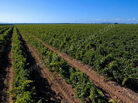 Vignes dans le domaine viticole de Magon au Cap Bon - juillet 2009