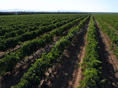 Vignes dans le domaine viticole de Magon au Cap Bon - juillet 2009