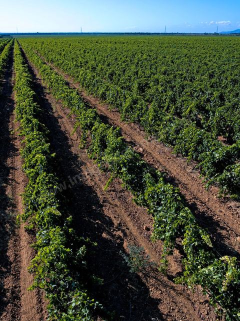Vignes dans le domaine viticole de Magon au Cap Bon - juillet 2009