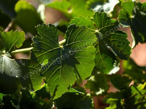 Vignes dans le domaine viticole de Magon au Cap Bon - juillet 2009