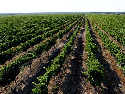 Vignes dans le domaine viticole de Magon au Cap Bon - juillet 2009