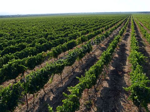Vignes dans le domaine viticole de Magon au Cap Bon - juillet 2009