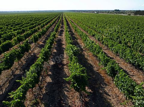 Vignes dans le domaine viticole de Magon au Cap Bon - juillet 2009