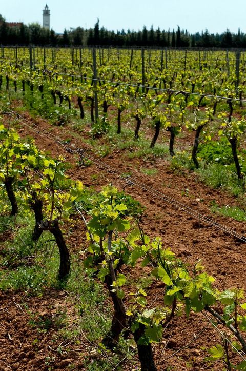 Vignes dans le domaine viticole de Magon au Cap Bon - avril 2009