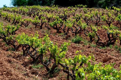 Vignoble en hiver après taille dans la région de Grombalia et Turki