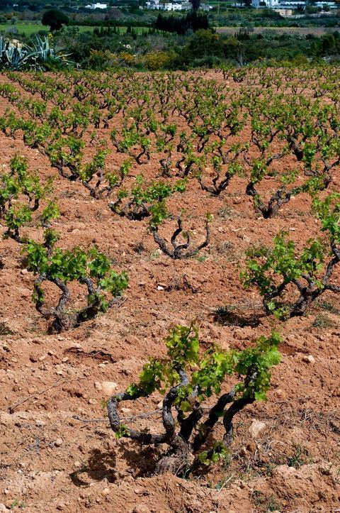Vignoble en hiver après taille dans la région de Grombalia et Turki