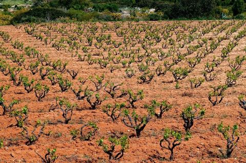 Vignoble en hiver après taille dans la région de Grombalia et Turki