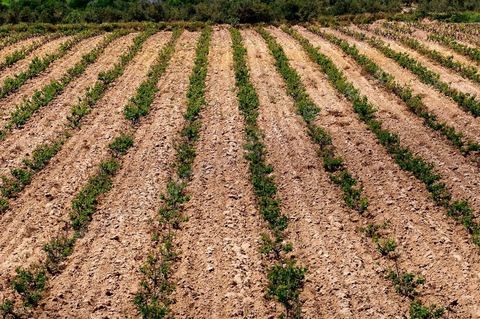 Vignoble en hiver après taille dans la région de Grombalia et Turki